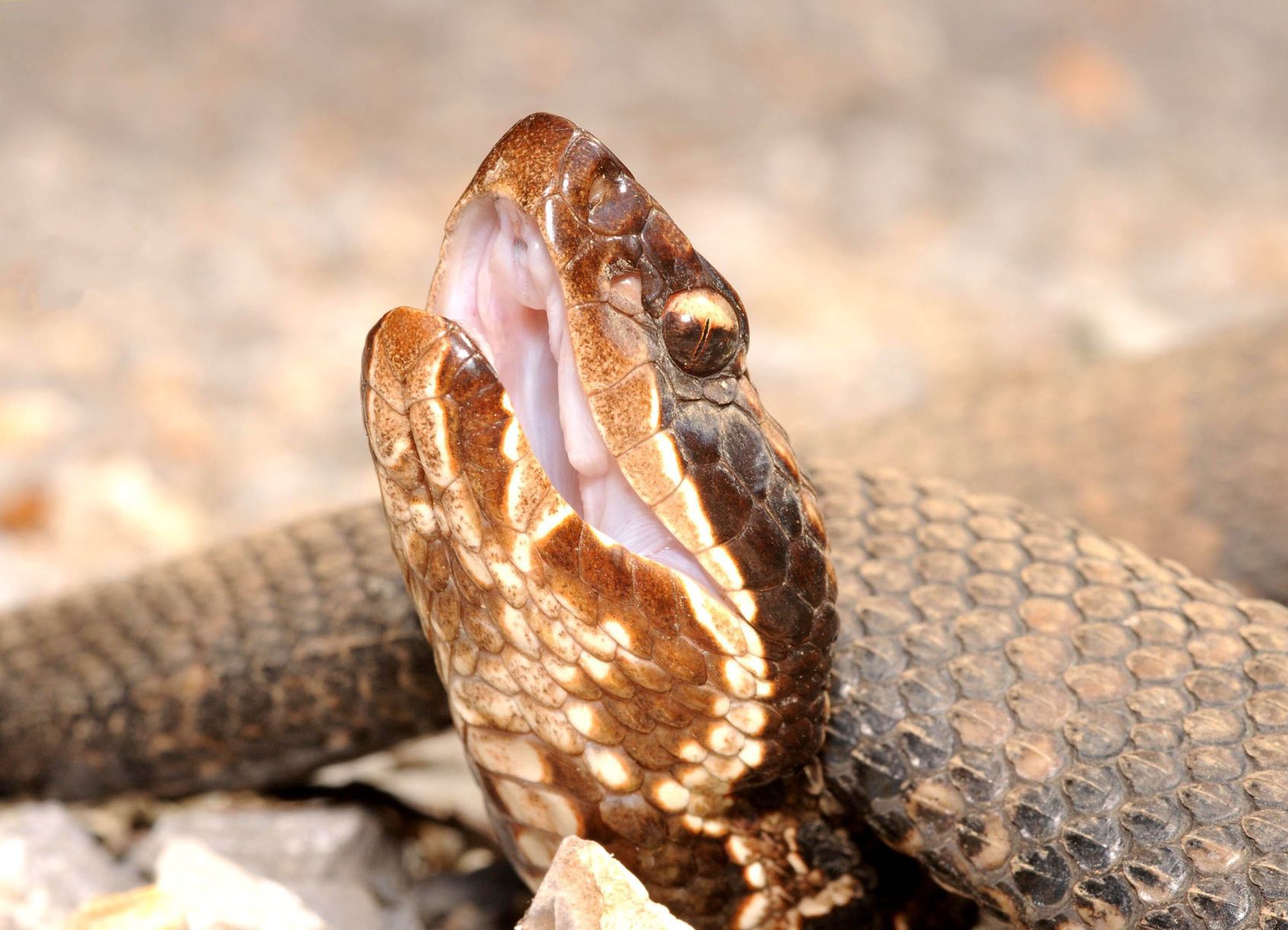 venomous snakes